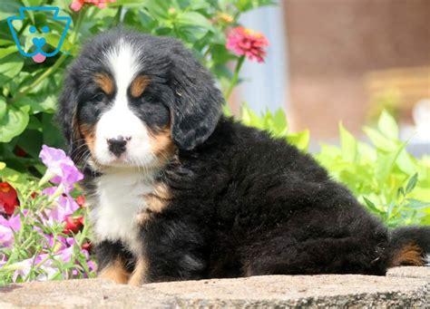 When we started puppies in the mountains ten years ago, it was the first event of its kind just for puppies and handlers. Apple | Bernese Mountain Dog Puppy For Sale | Keystone Puppies