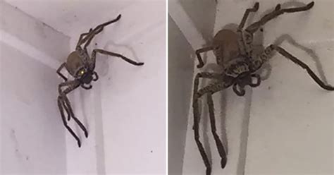 Woman Finds Massive Huntsman Spider At Home In Queensland Australia Metro News