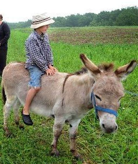 At wells orchards we use integrated pest management (ipm). Unleashed: Do you know a jackass when you see one? There's ...