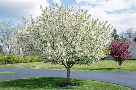 How To Grow And Care For Flowering Crabapple Garden Chronicle