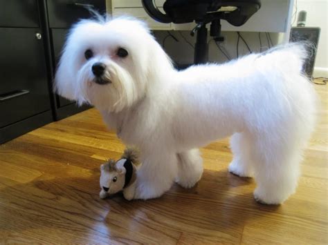 Maltese Dog Haircuts Styles Pictures Maltese Haircut Maltese Dogs