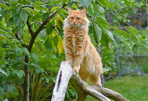 Dan berusaha mempertahankan suhu tubuh normalnya, yaitu 39°c, dalam keadaan basah. Kucing Maine Coon: Fakta, Harga dan Cara Merawatnya