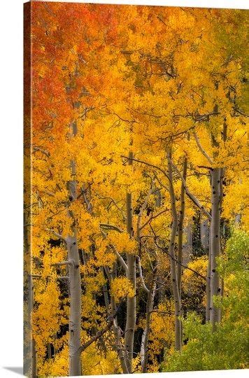 Aspen Trees In Bright Autumn Colors In 2020 Autumn Scenery Aspen