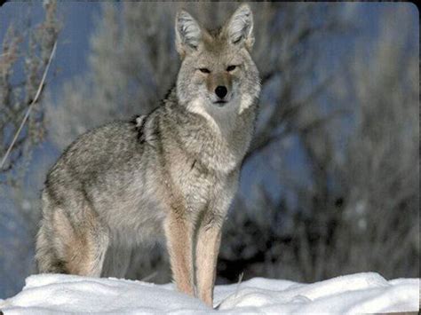 My Top 20 Non Domesticated Animals . - The Animal Kingdom ...