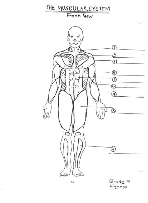 Worksheet Printable Blank Muscle Diagram
