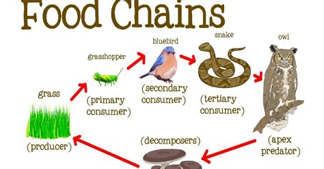 Learning Experiences: Food chain