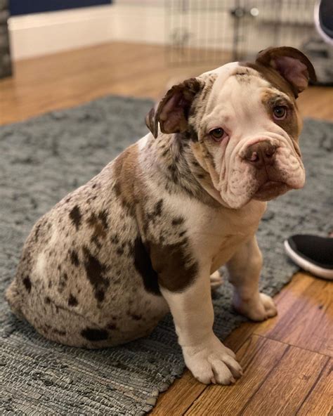 Amazing English Bulldog Merle For Sale In 2023 The Ultimate Guide