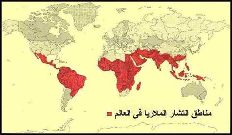 ويمكن أن تتطور الملاريا المنجلية، إذا لم تعالج في غضون 24 ساعة، إلى مرض وخيم يؤدي إلى الوفاة في كثير من الأحيان. مرض الملاريا في الجزائر - منتديات الشروق أونلاين