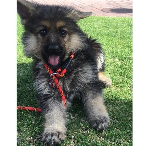 German Shepherd With Dwarfism Is Two Years Old But Still Looks Like A Puppy