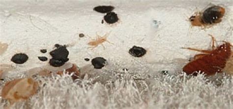 Bed Bug Droppings Poop Feces Updated
