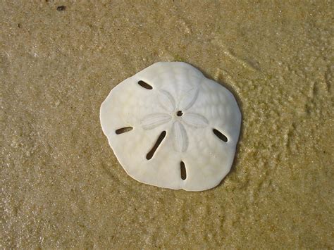 Images Of A Sand Dollar Sand Dollar Photograph By Tom Romeo Summer Howe