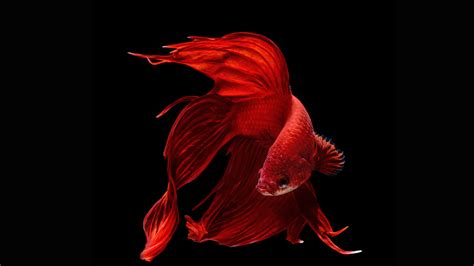 Betta 4k Ultra Hd Wallpaper Background Image 3840x2160 Id772004