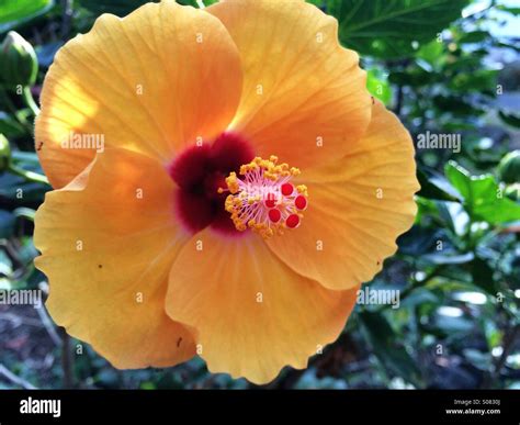 Yellow Hibiscus Flower Stock Photo Alamy