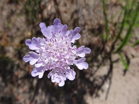 African Plants A Photo Guide Scabiosa Incisa Mill