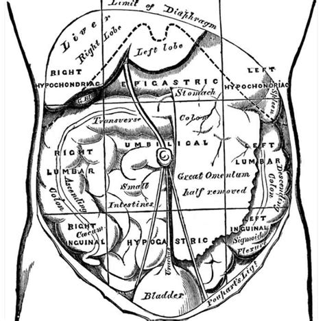 Ø permits free movement of the stomach on the structures posterior and. Abdominal Pain (Right, Left, Upper, Lower, Diffuse, Sharp, Severe) - Causes and Location