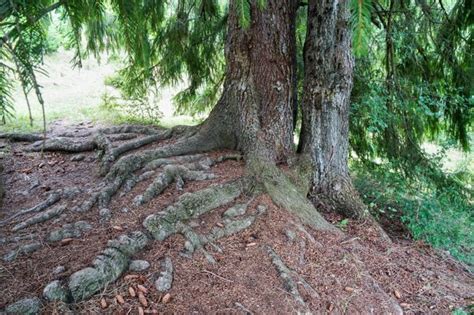 Myths And Misconceptions About Tree Roots Explained