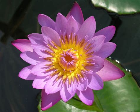 Water Lily National Flower Of Sri Lanka Photo From Our P Flickr