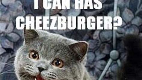 Cheezburger Cat Meme