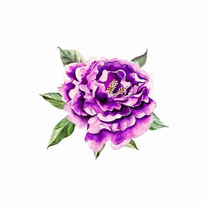 Peony Purple Watercolor Tattoo Roses Icon Flower