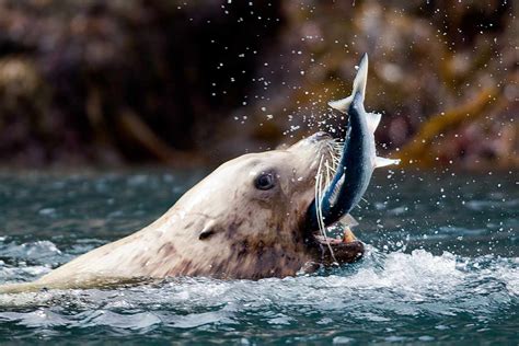 Harbor Seal Eating Fish