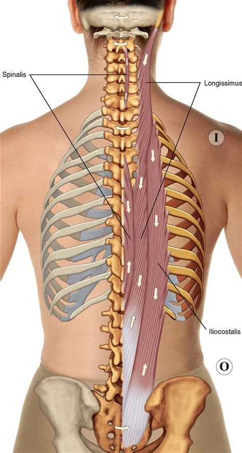 Rib Cage Anatomy Posterior Muscles Of The Spine And Rib Cage Sexiz Pix