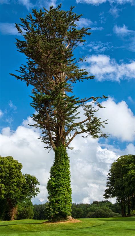A Tall Tree In The Middle Of A Green Field With Blue Sky And Clouds