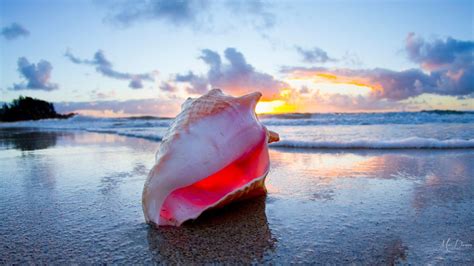 clouds island sunrise sky shell hawaii ocean conch seashell sea beach beautiful beaches