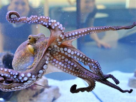 This Octopus Is Now An Official Photographer At An Nz Aquarium These