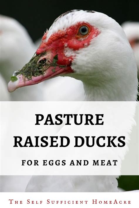 How To Raise Ducks On Pasture For Eggs And Meat The Self Sufficient