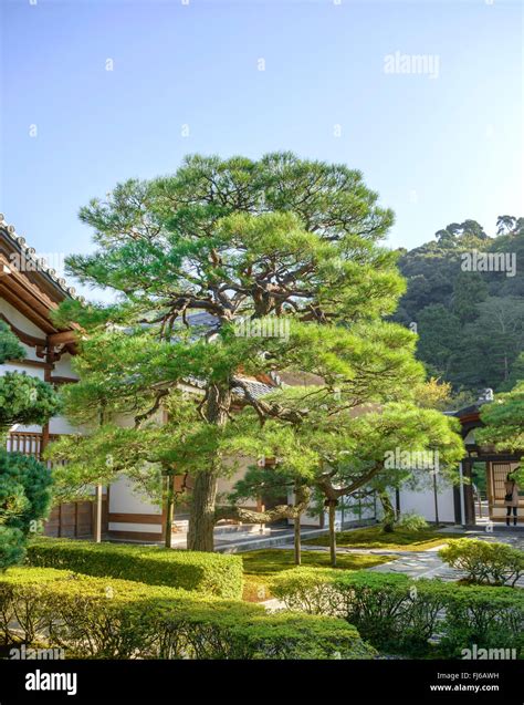 Japanese Black Pine Pinus Thunbergii In A Japanese Garden Japan
