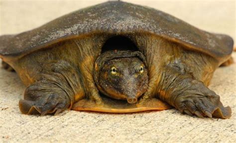 Can A Turtle Live Without Its Shell Why Do Turtles Have Shells