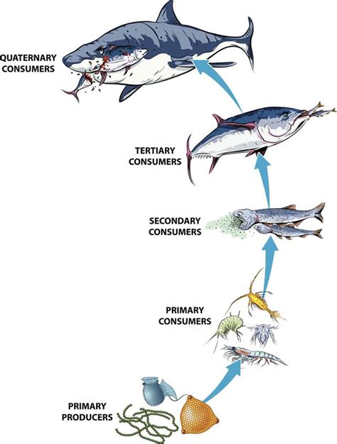 Ocean Food Chain Diagram Science Struck
