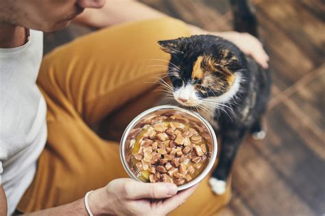 What Do Cats Like To Eat For Breakfast Best Foods For Your Fussy Feline