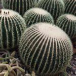Various other barrel cacti include members of the genera astrophytum , echinopsis , neolloydia , sclerocactus , and thelocactus. Duranta Flowering Plant Care - Tips For Growing Duranta Plants
