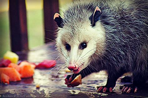 However a possum may attack the cat and kill the cat if they are cornered by the cat or feel threatened by the cat. What Does the Possum Say? - Totus Tuus Family & Catholic ...