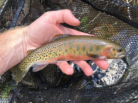 Native Trout Fly Fishing Salmon River Westslope Cutthroat Trout