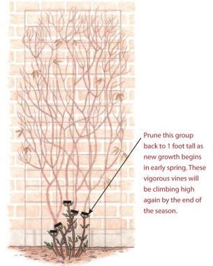 I also do some pruning to the lilac, even though fall is not the ideal time for that (i am. Pruning Clematis - FineGardening