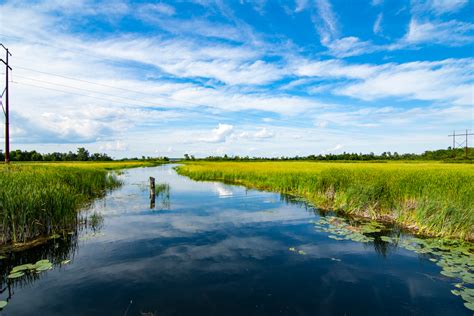 Wild rice is the state grain of minnesota, but its exposure to the rest of america was limited because it was expensive to harvest by hand from the lakes where it grows wild. The Food that Grows on Water: Harvesters and state agencies seek to protect Minnesota's wild ...