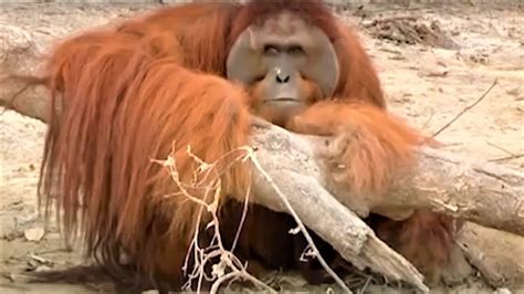 Incredible Orangutan Moments Part Top S Bbc Earth Youtube