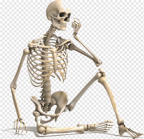 Human Skeleton Bone Density Human Body Vertebral Column Others Human