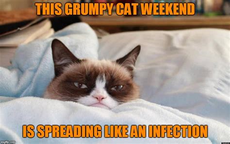 This Meme Is Brought To You By The Downvote Button Grumpy Cat Weekend