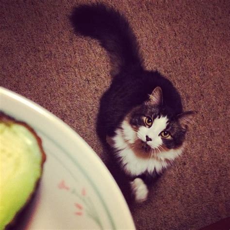 Beware of this toxic fruit. Can Cats Eat Avocados?