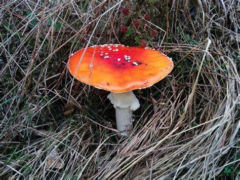 Free Images Nature Forest Autumn Flora Fungus Fly Agaric Toxic