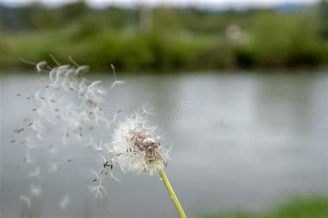 Dandelion Blowing Away In The Breeze Stock Image Image Of Away