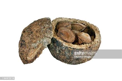 Brazil Nut Pod Photos And Premium High Res Pictures Getty Images