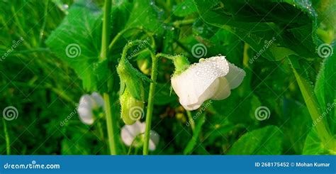 Pisum Sativum Pea Flower And Bud With Dew Drop Stock Photo Image Of
