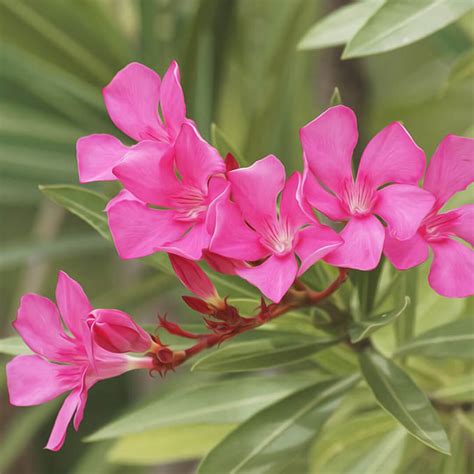 Nerium Oleander Plant Alari Dark Pink Santhi Online Plants Nursery