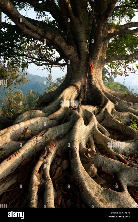 Tree Roots Hi Res Stock Photography And Images Alamy