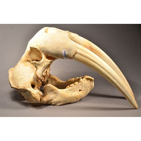 Walrus Animal Skulls Animal Skeletons Animal Bones