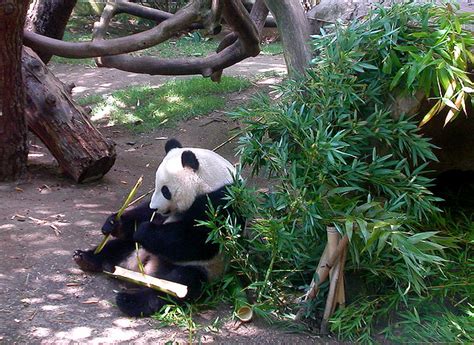 Panda Poop Microbes Could Lead To Biofuel Production That Doesnt Use